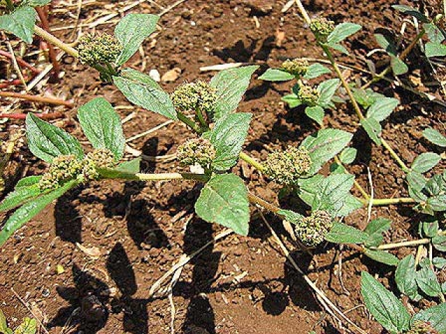 Euphorbia hirta 