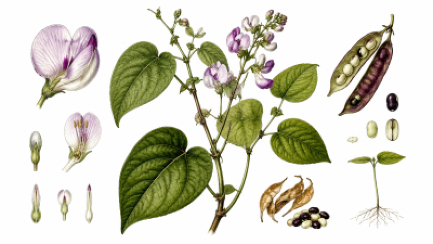 Lablab purpureus
