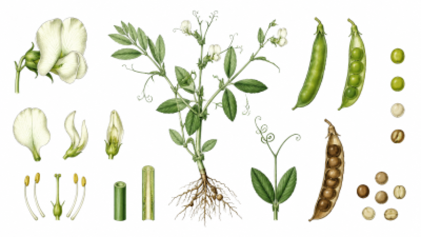Lathyrus oleraceus