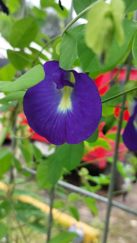 Clitoria ternatea 