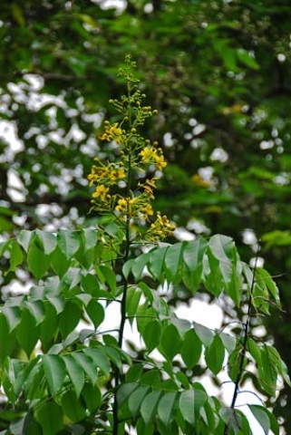 Cassia Garrettiana 