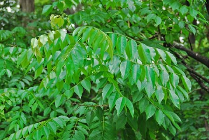 Cassia Garrettiana 