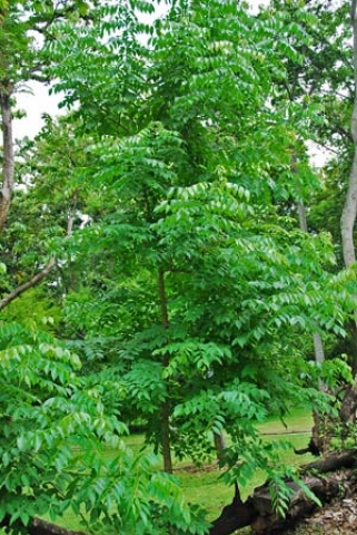 Cassia Garrettiana 