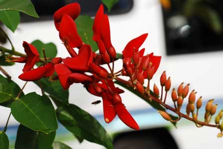 Erythrina crista-galli 