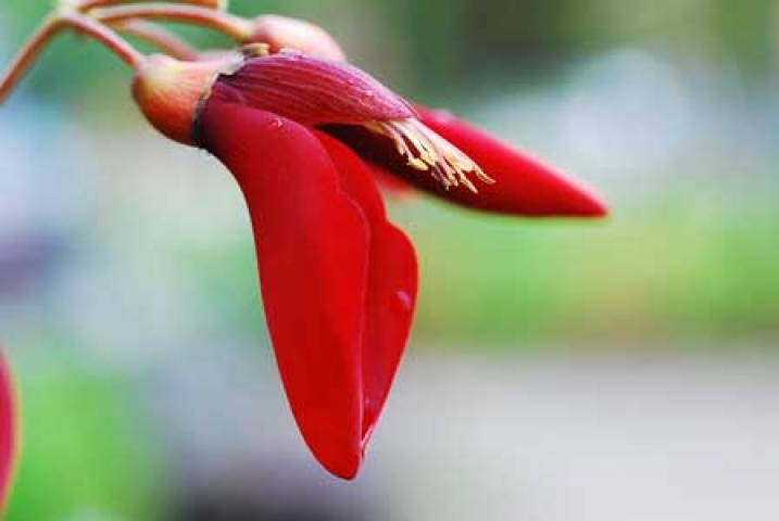 Erythrina crista-galli 