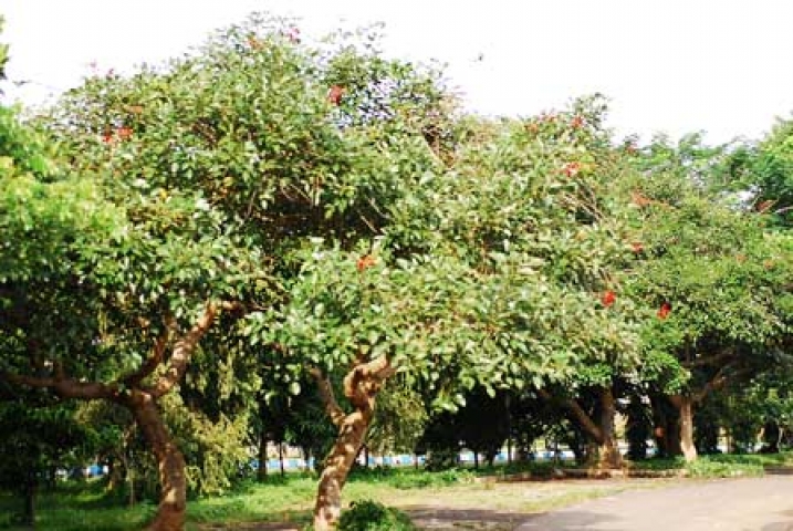 Erythrina crista-galli 