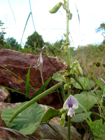 Pueraria phaseoloides 