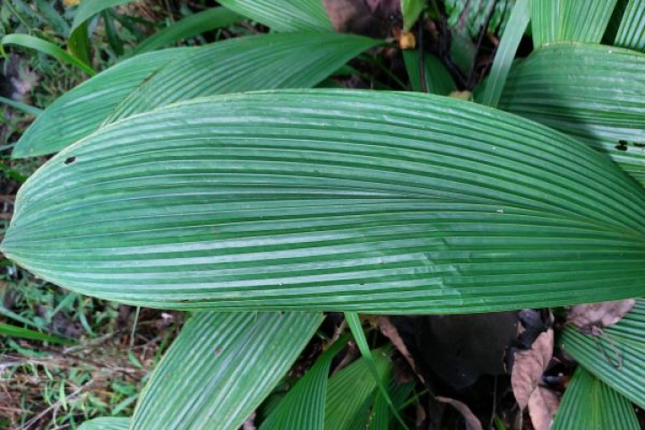 Curculigo capitulata 