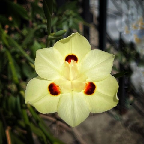 Dietes bicolor