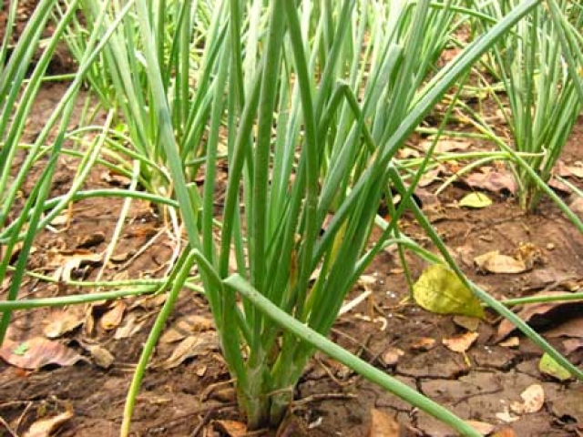 Allium cepa var. aggregatum
