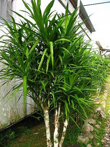 Pleomele angustifolia 