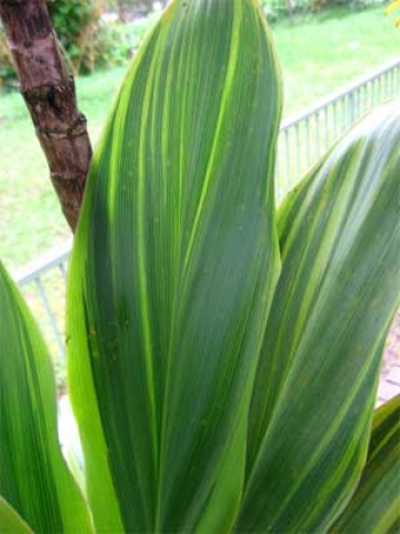 Cordyline fruticosa 