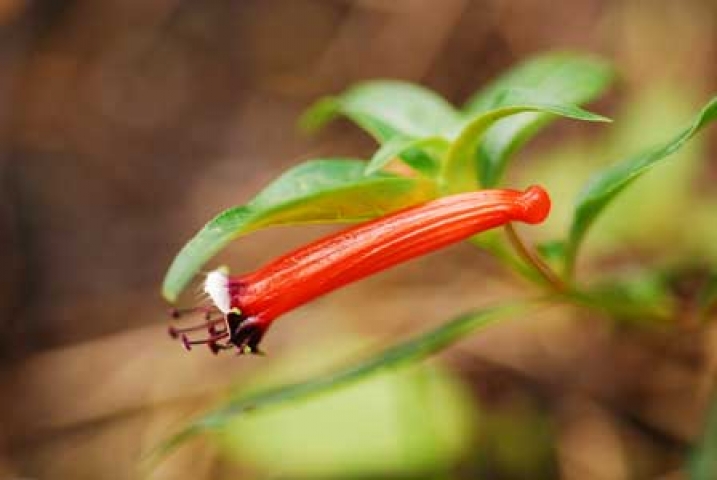 Cuphea platycentra 