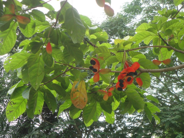 Sterculia cordata