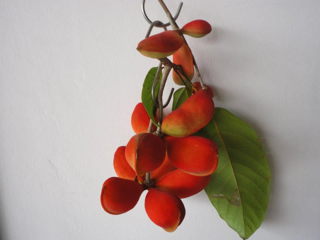 Sterculia cordata