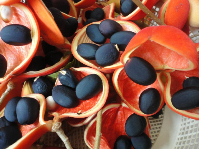 Sterculia cordata