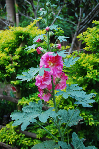 Alcea rosea 