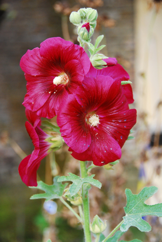 Alcea rosea 