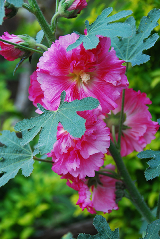 Alcea rosea 