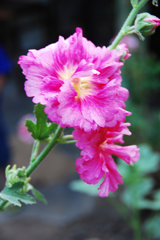 Alcea rosea 