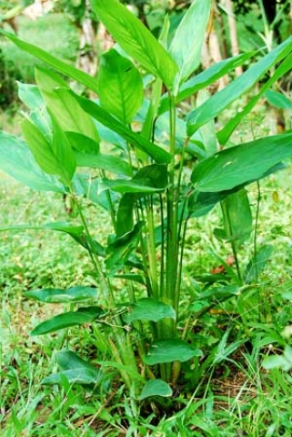 Maranta arundinacea 