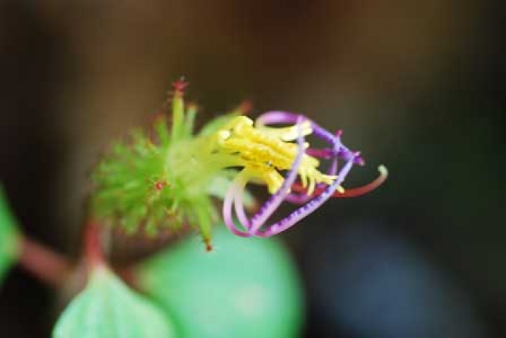 Dissotis rotundifolia 