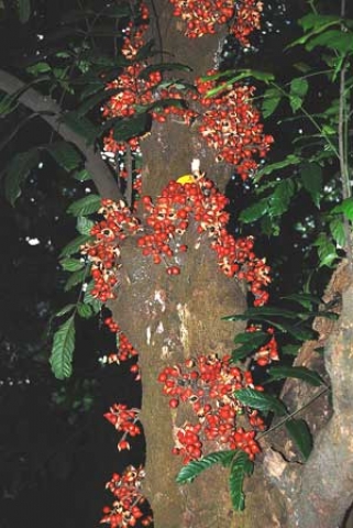 Dysoxylum cauliflorum 