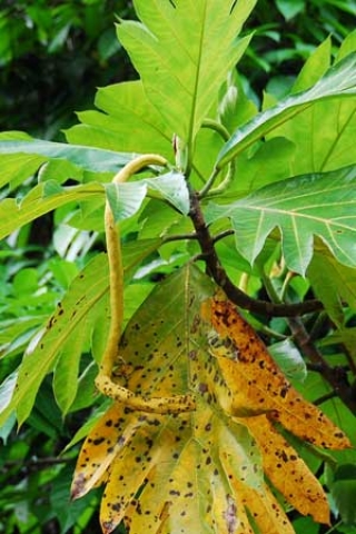 Artocarpus camansi 