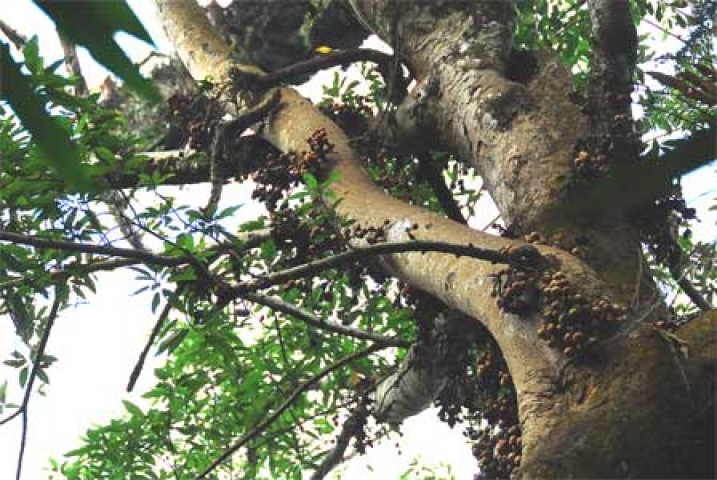 Ficus racemosa 