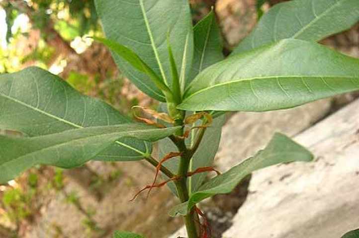 Ficus racemosa 
