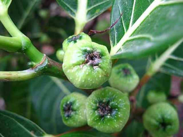 Ficus grossularioides 