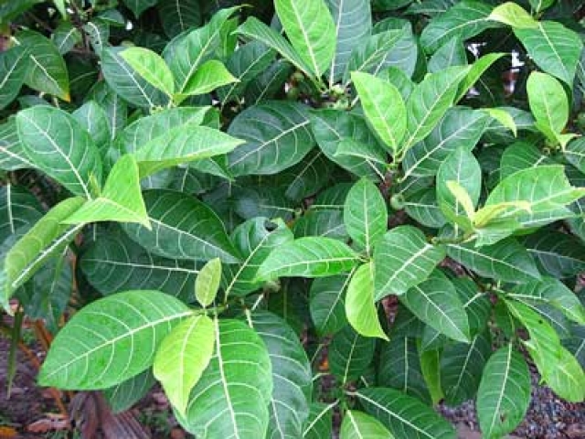 Ficus grossularioides 