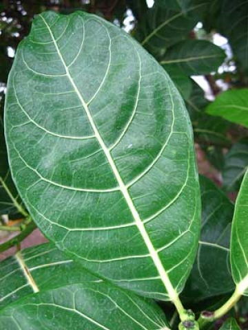 Ficus grossularioides 