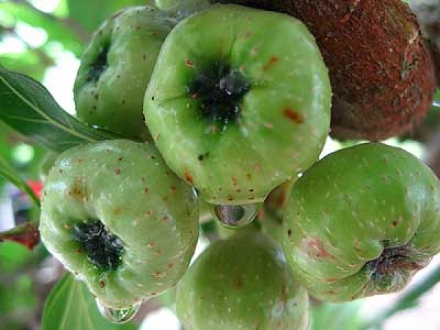 Ficus grossularioides 