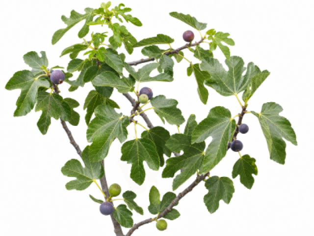 Ficus carica