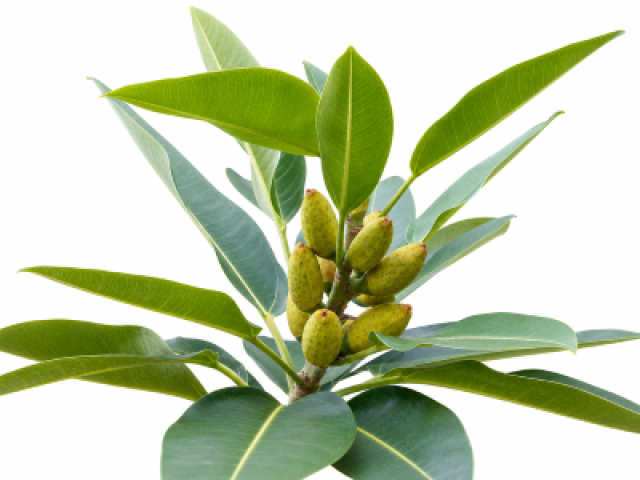 Ficus pleurocarpa