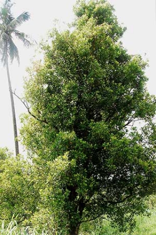 Syzygium aromaticum 
