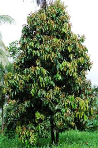 Syzygium malaccense 