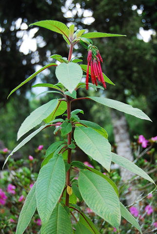 Fuchsia boliviana 