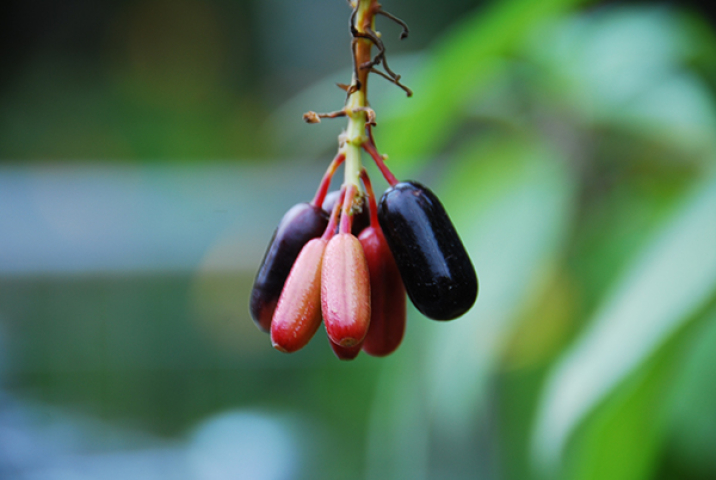 Fuchsia boliviana 