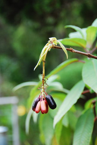 Fuchsia boliviana 