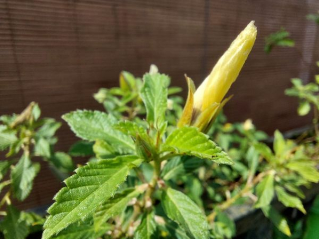 Turnera subulata