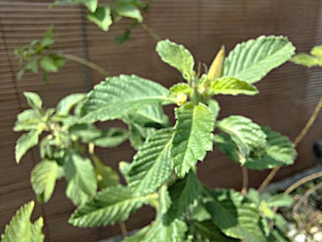 Turnera subulata