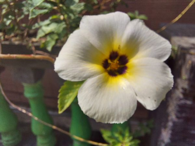 Turnera subulata