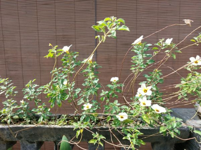 Turnera subulata