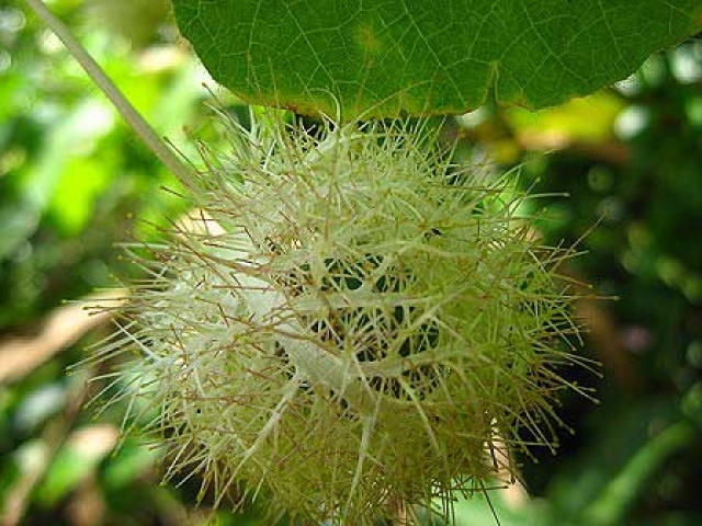 Passiflora foetida 