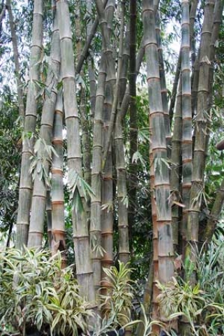 Dendrocalamus asper 