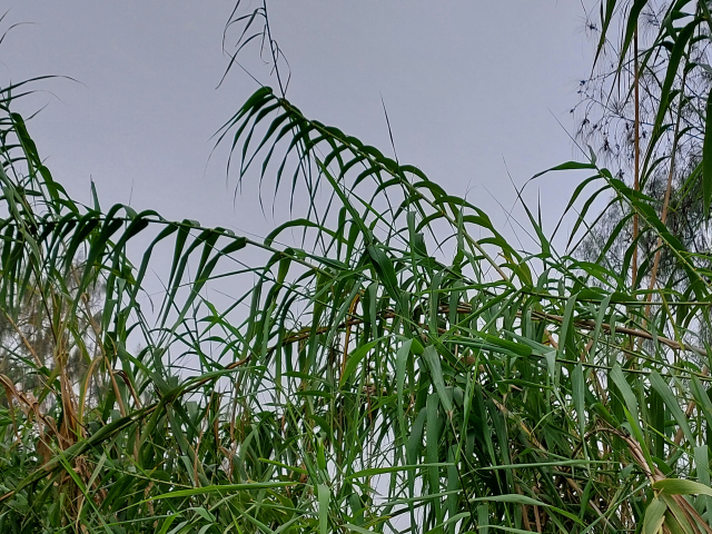 Arundo donax 