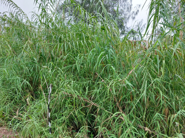 Arundo donax 