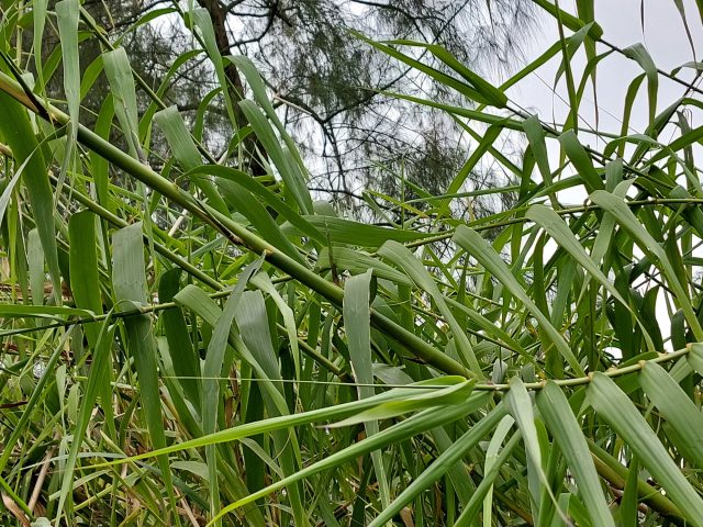 Arundo donax 